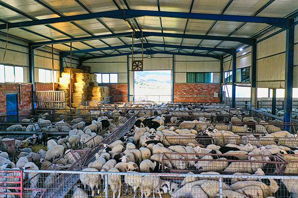 Denezis Meat - Ιδιόκτητες σταβλικές εγκαταστάσεις στη Λυρκεία Άργους