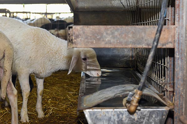 Denezis Meat - Private barn facilities in Lyrkeia, Argos