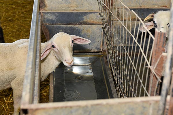 Denezis Meat - Private barn facilities in Lyrkeia, Argos