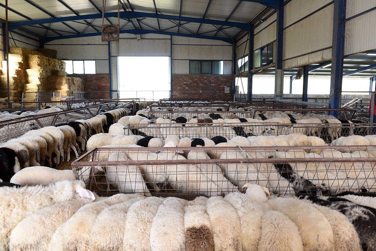 Denezis Meat - Ιδιόκτητες σταβλικές εγκαταστάσεις στη Λυρκεία Άργους