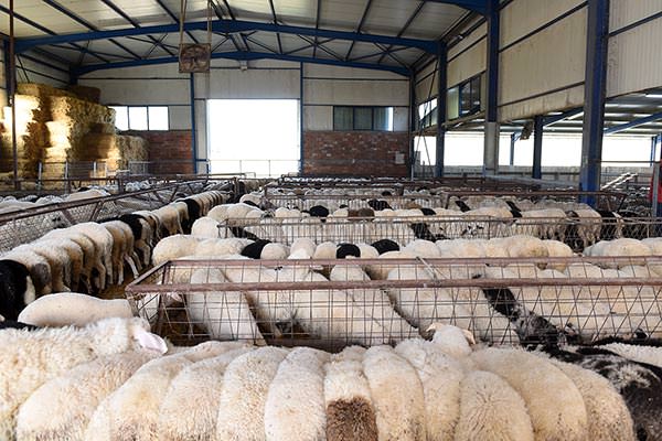 Denezis Meat - Private barn facilities in Lyrkeia, Argos