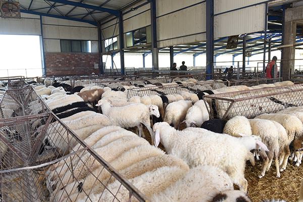 Denezis Meat - Private barn facilities in Lyrkeia, Argos