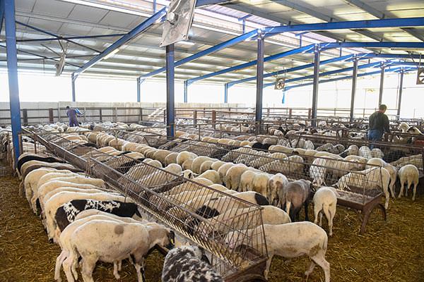 Denezis Meat - Private barn facilities in Lyrkeia, Argos