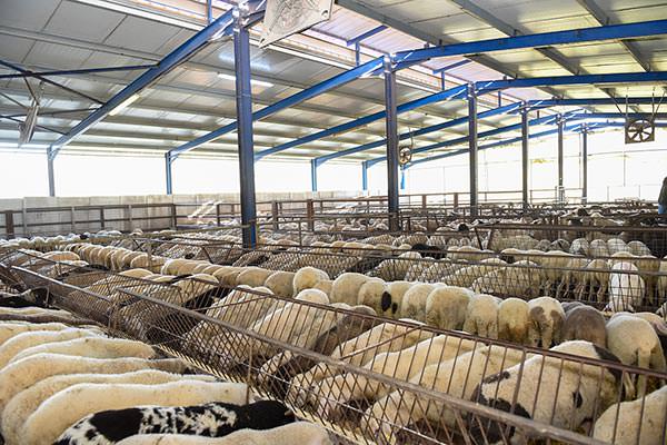 Denezis Meat - Private barn facilities in Lyrkeia, Argos