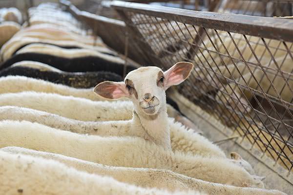 Denezis Meat - Private barn facilities in Lyrkeia, Argos