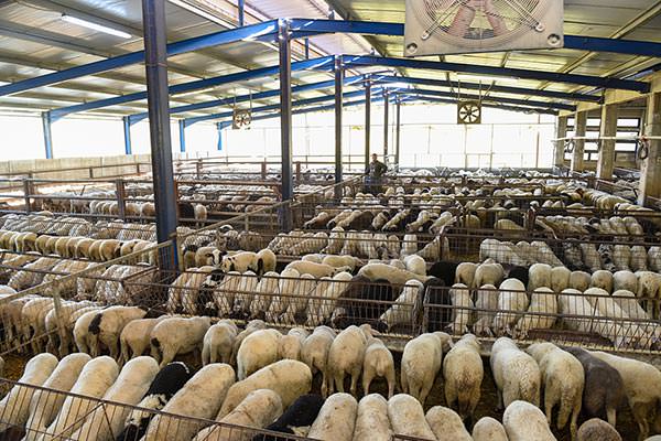 Denezis Meat - Private barn facilities in Lyrkeia, Argos