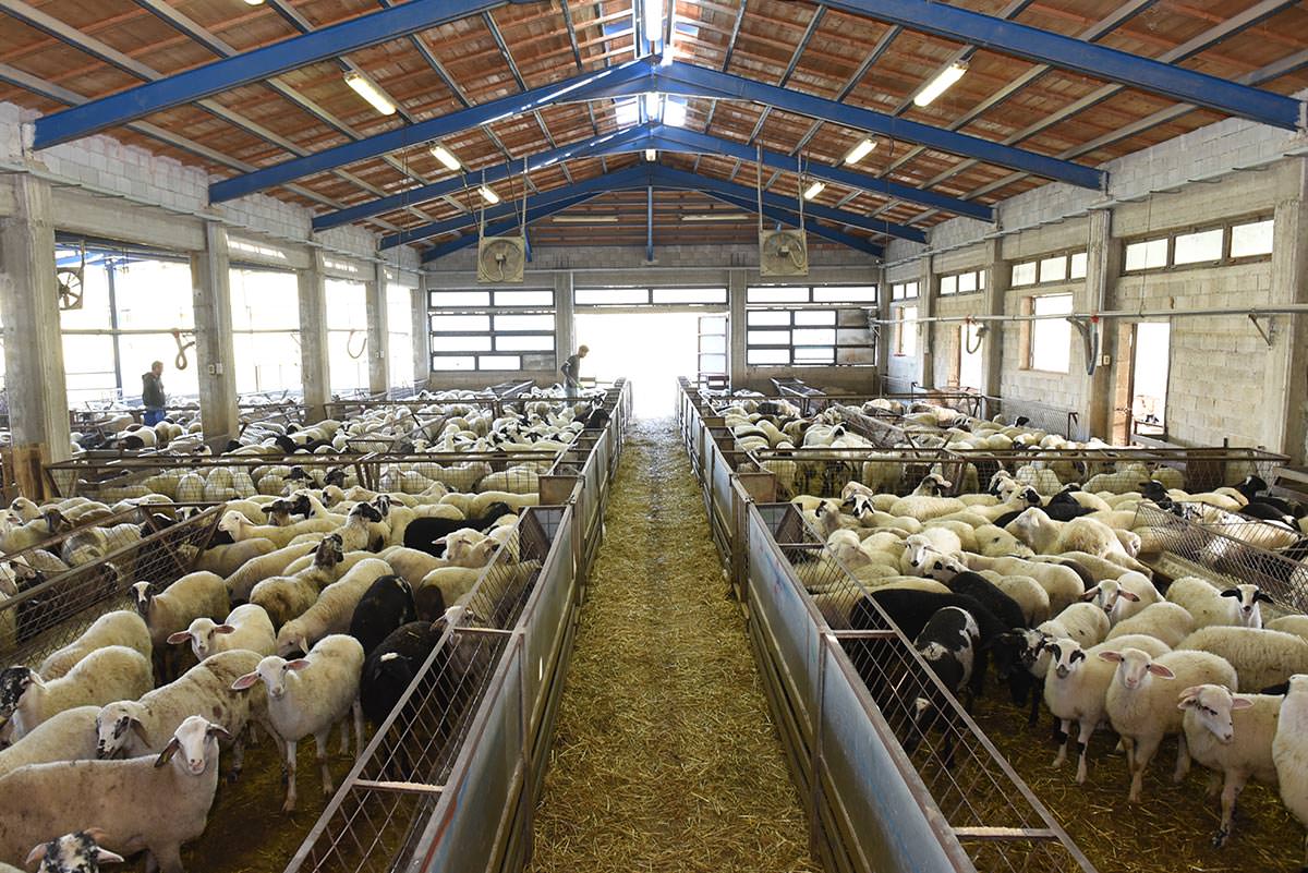 Denezis Meat - Ιδιόκτητες σταβλικές εγκαταστάσεις στη Λυρκεία Άργους