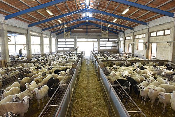 Denezis Meat - Private barn facilities in Lyrkeia, Argos