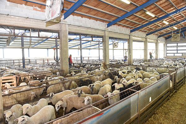 Denezis Meat - Private barn facilities in Lyrkeia, Argos