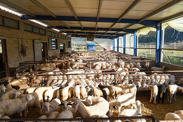 Denezis Meat - Private barn facilities in Lyrkeia, Argos