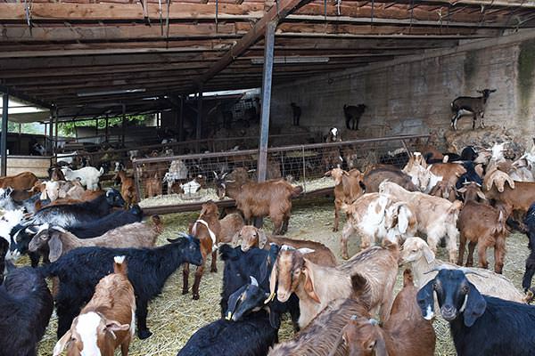 Denezis Meat - Private barn facilities in Lyrkeia, Argos