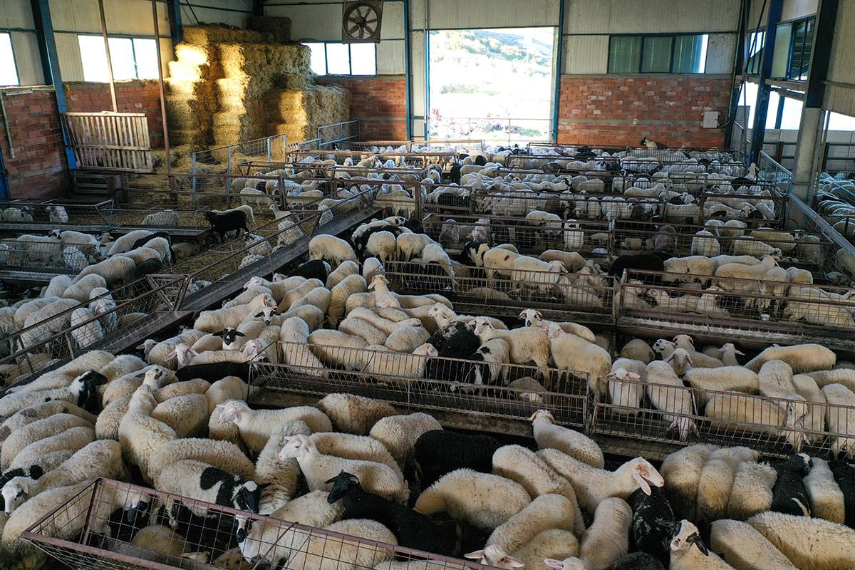 Denezis Meat - Οι βοηθητικές ιδιόκτητες σταβλικές εγκαταστάσεις στη Λυρκεία Άργους