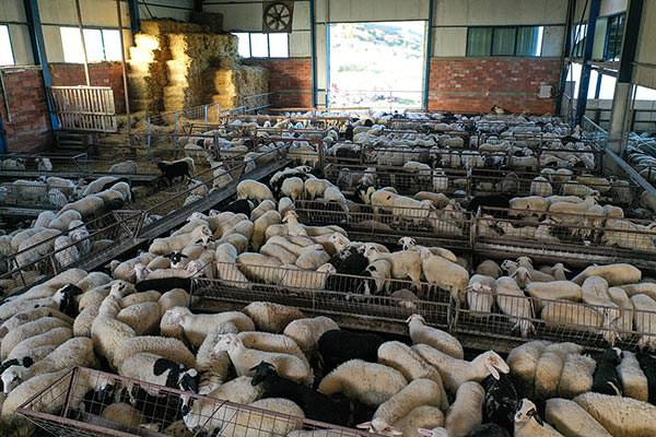 Denezis Meat - Auxiliary private barn facilities in Lyrkeia, Argos