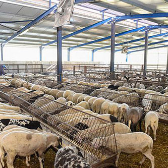 Denezis Meat - Lamb breeding - production of ration